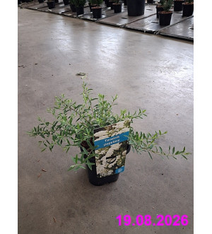Spiraea cinerea 'Grefsheim' C 1,4 L